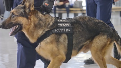 警備犬